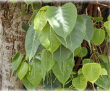 Pohon Bodhi ( Ficus religiosa )