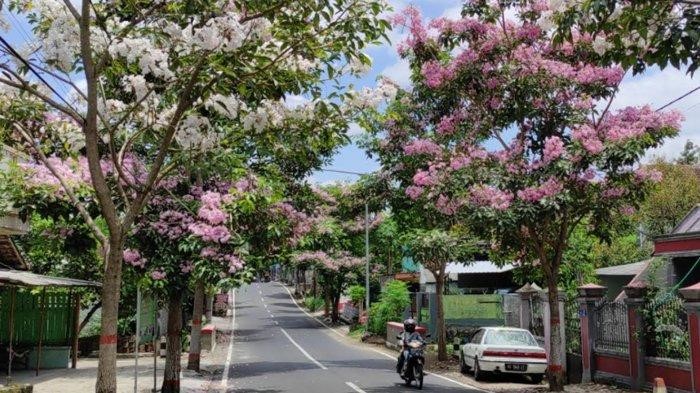 Pohon Tabebuya (Handroanthus chrysotrichus)