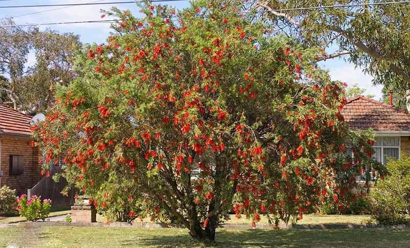 Pohon Sikat Botol (Callistemon viminal)