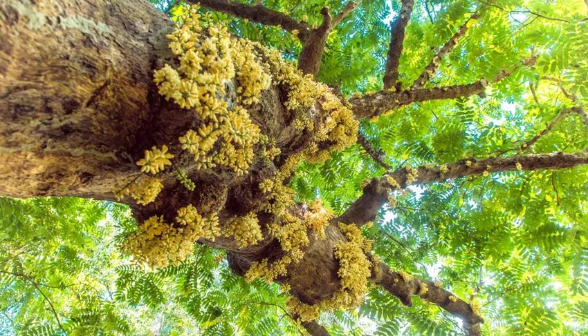 Pohon Majegau ( Dysoxylum densiflorum)