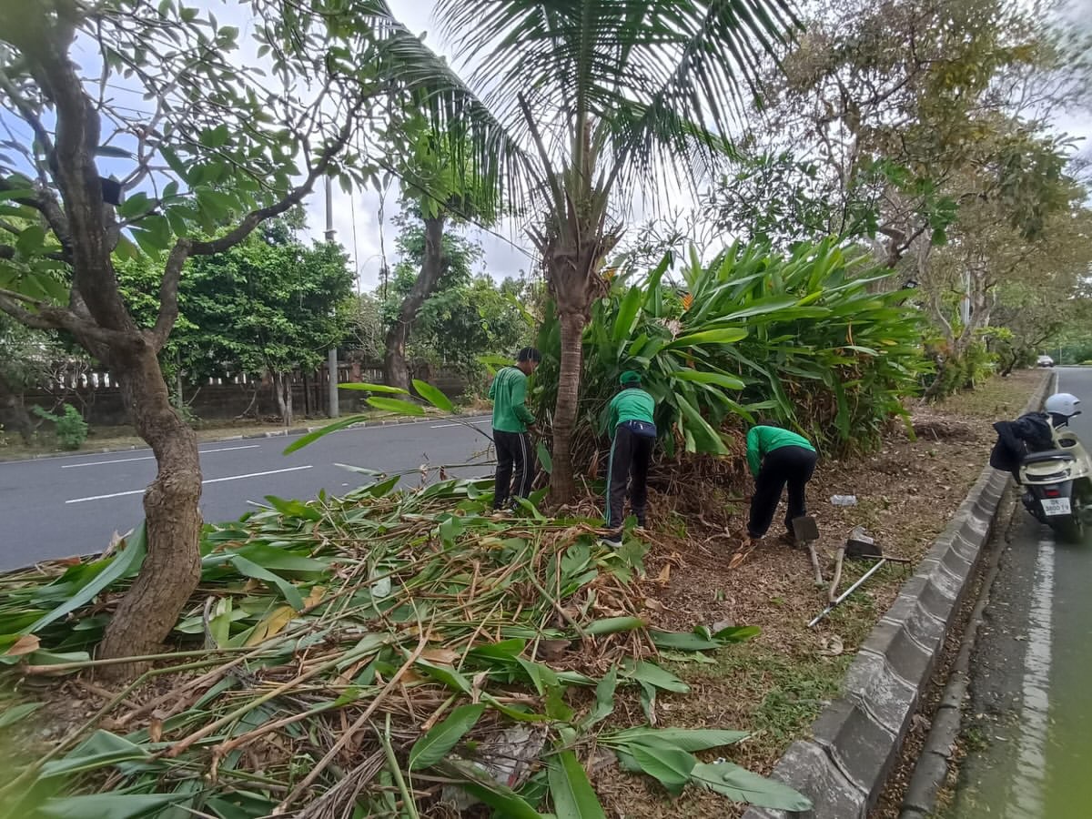 Proses penataan taman median jalan yang ada di seputaran Jl Moh.Yamin Denpasar 